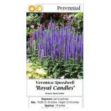 5 Royal Candels Veronical Blue Speedwell Plants
