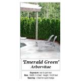 10 Emerald Green Arborvitae Plants