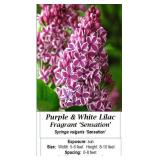 3 Fragrant Bi-Color Sensation Purple Lilac Plants