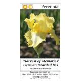 3 Harvest of Memories Yellow Bearded Iris Plants