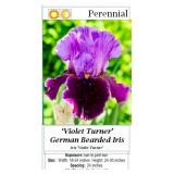 3 Turner Violet Bearded Iris Plants