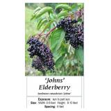 2 Elderberry Plants-Pollinator Pair