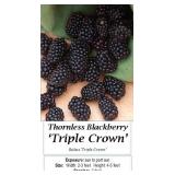 6 Thornless Triple Crown Blackberry Plants