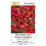 CONEFLOWER RED DWARF OMBRE