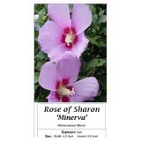 3 Minerva Pink Rose of Sharon Lavender