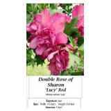 3 Lucy Red Rose of Sharon Plants