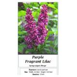 3 Fragrant Purple Lilac Plants