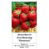 12 Everbearing Honeoye Strawberry Plants