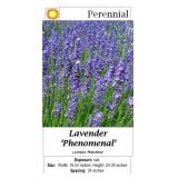 10 Fragrant Phenomenal Blue Lavender Plants