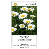 4 Becky White Shasta Daisy Plants