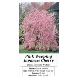 2 Weeping Pink Japanese Cherry Trees