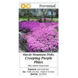 10 Mountain Pinks Purple Creeping Phlox Plants