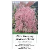 WEEPING PINK JAPANESE CHERRY TREE