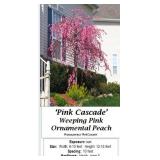Pink Cascade Ornamental Weeping Peach Tree