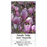 3 Jane Purple Tulip Magnolia Plants