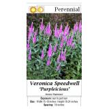 6 Purpleicious Veronica Speedwell Plants