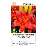 10 Dwarf Red & Golden Yellow Mix Lily Plants