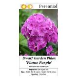 5 Purple Flame Garden Phlox Plants