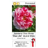 3 Dao Jin Red & White Japanese Peony Trees