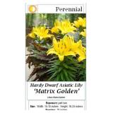 10 Red & Golden Yellow Mix Dward Lily Plants