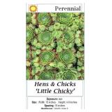 5 Little Chicky Dwarf Hens & Chicks Plants