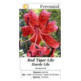 6 Red Tiger Lily Plants