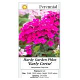 6 Purple Cerise Garden Phlox Plants