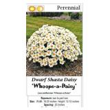 5 Whoops-A-Daisy Dwarf White Shasta Daisy Plants
