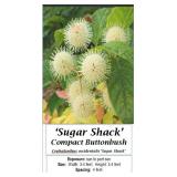 4 Sugar Shack Button Bush Plants