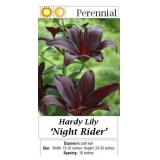3 Nightrider Dark Purple Lily Plants