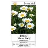5 Becky White Shasta Daisy Plants