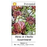 10 Hens & Chicks Assortment Plants