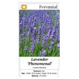 10 Phenomenal Fragrant Blue Lavender Plants