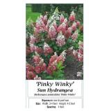3 Pinky Winky Sun Hydrangea Plants