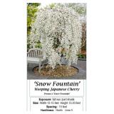 Snow Fountain Weeping White Japanese Cherry Tree