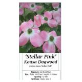 2 Pink Dogwood Kousa Trees