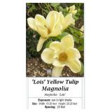 Lois Yellow Magnolia Tree