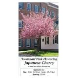 2 Kwanzan Pink Japanese Cherry Trees