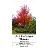 2 Matador Fall Red Maple Trees
