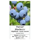 6 Patriot Blueberry Plants
