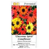 5 Mixed Colors Cheyenne Coneflower Plants