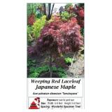 Tamukeyama Weeping Red Japanese Maple Tree
