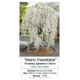 Snow Fountain Weeping White Japanese Cherry Tree