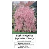 Weeping Pink Japanese Cherry Tree