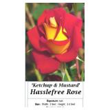3 Hasslefree Ketchup & Mustard Rose Plants