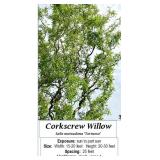 2 Corkscrew Willow Trees