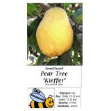 2 Sweet Kieffer Pear Trees