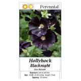 6 Blacknight Hollyhock Plants