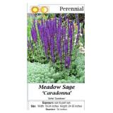 6 Caradona Blue-Purple Salvia Sage Plants