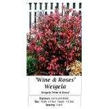 3 Wine & Roses Weigela Plants
